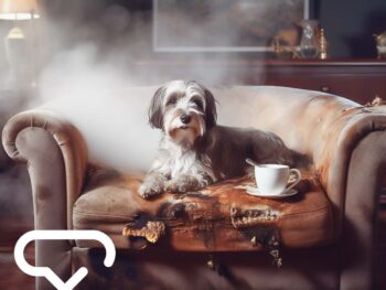 Hund sitzt auf rauchendem Sofa